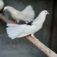 کبوتر هندی ودم چتری در رودان|پرنده|رودان, |دیوار