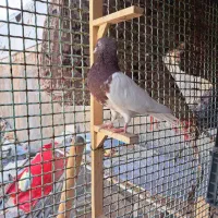 کله سرخ ماده|پرنده|علامرودشت, |دیوار