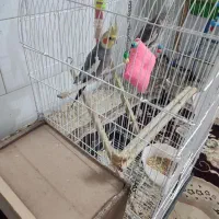 یک جفت عروس هلندی با قفس|پرنده|یزد, |دیوار