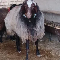 قوچ|حیوانات مزرعه|فلاورجان, |دیوار