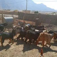 ۵ راس کهره نر چاق|حیوانات مزرعه|بانش, |دیوار