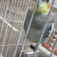 عروس هلندی نرسرحال