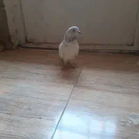 شاه کفتر غریب گیر|پرنده|ملایر, |دیوار