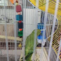 فروش طوطی ملنگو