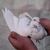 ۵ عدد کفتر کار درست|پرنده|تهران, افسریه شمالی|دیوار