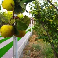 فروش به ارگانیک (بخش توضیحات آگهی حتما مطالعه شود)|خوردنی و آشامیدنی|تهران, اختیاریه|دیوار