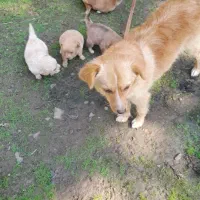 توله سگ فروشی