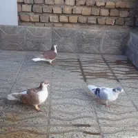 سه عدد رنگه ساده سرخ نر و ساده زرد نر بشرط|پرنده|تربتحیدریه, مسجد جامع|دیوار