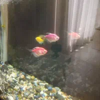 ماهی|ماهی|تبریز, |دیوار