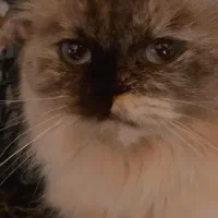 واگذاری غیر رایگان گربه هیمالین اسکاتیج|گربه|گرگان, |دیوار