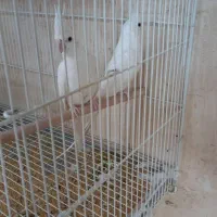 عروس هلندی فروشی