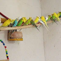 مرغ عشق اصیل