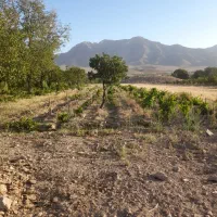 فروش باغ رز نو