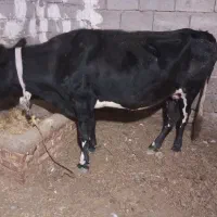 گاو|حیوانات مزرعه|زنجانرود, |دیوار