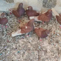 فروش ۷عدد سرخ کاشان