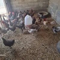 مرغ خروس محلی