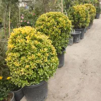گونه های خاص برای مکان های خاص
