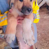 واگذاری فوری توله سگ ژرمن سرابی