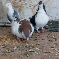 کبوتر افغان