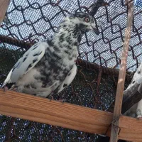 کفترپاکستانی|پرنده|قشم, |دیوار