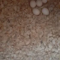 دوعدد ماده طوطی عروس دوکت|پرنده|لنگرود, |دیوار