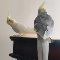 یک جفت عروس هلندی|پرنده|اشکذر, |دیوار