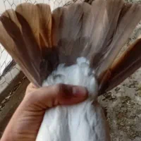 دمبی|پرنده|فلاورجان, |دیوار