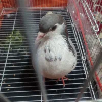 پیدا شده کبوتر خال