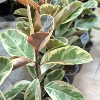 انواع گلهای آپارتمانی|گل و گیاه طبیعی|رشت, فلسطین|دیوار