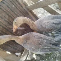 جفت غاز دو رگه
