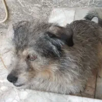 واگذاری شیتزو