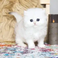 یه گوله برفی بریتیش