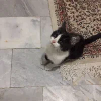 بچه گربه خانگی|گربه|همدان, |دیوار