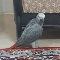 جوجه کاسکو دم قرمز