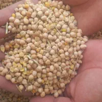 نخوددیم امسالی قوچان