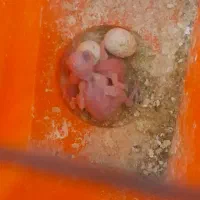 مرغ عشق|پرنده|گتوند, |دیوار