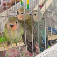 جوجه کوتوله برزیلی|پرنده|شهرضا, |دیوار