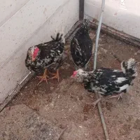 سه تا خروس گلین لری ریشو ۳ عدد