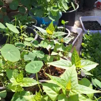 گلهای فصلی زیبا|گل و گیاه طبیعی|مسجد سلیمان, |دیوار