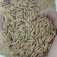 تیم بینج شیرودی درجه یک