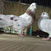 حیوون ساوه هستم عالی درجه یک ضمانتی هوایی....|پرنده|رباطکریم, رباطکریم|دیوار