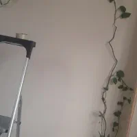 گل پتوس|گل و گیاه طبیعی|تبریز, |دیوار