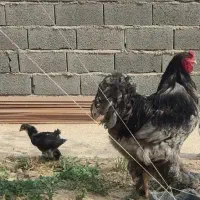 مرغ و خروس جوجه برهما لایت  بلو