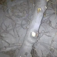 درخت|حراج|ورامین, ورامین|دیوار