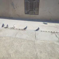 کبوتر|پرنده|سراوان, |دیوار