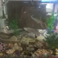 اکواریوم با پمپ و تسویه