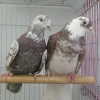 کبوتر تهرانی|پرنده|هشتگرد, شهرک گلها|دیوار