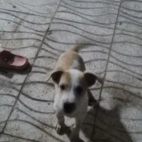 سگ پیتبول|سگ|گنبد کاووس, |دیوار