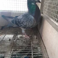 کبوتر پلاکی