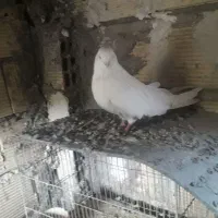 نر دمبی نوک قنار معاوضعه  با ماده دمبی نوک قنار